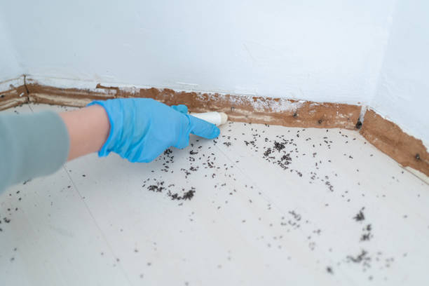 Best Bed Bug Extermination  in Amityville, NY